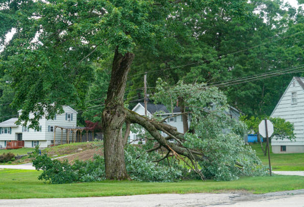 Best Tree Preservation Services  in Rhome, TX