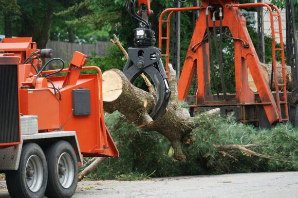 Best Hedge Trimming  in Rhome, TX