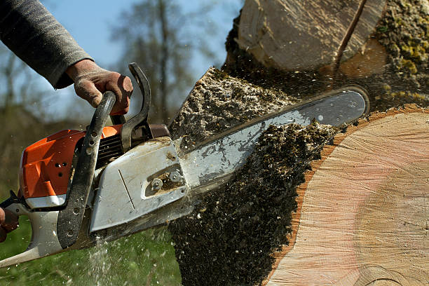 Best Stump Grinding and Removal  in Rhome, TX